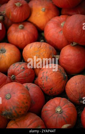 Pumpkins on Display at an Outdoor Market Stock Photo - Alamy