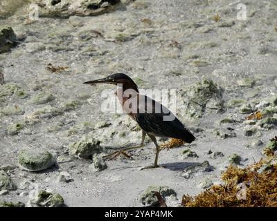 kio, the green heron, hunting by the sea shore on the beach in guadeloupe. Butorides virescens isolated bird Stock Photo