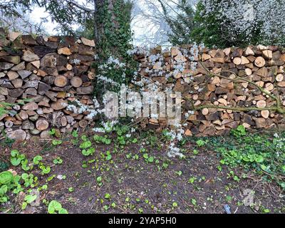 Firewood pile stacked ready for cold weather Stock Photo