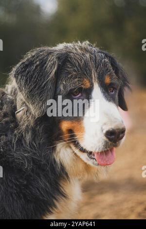 Dirt covered bernese mountain dog panting with his tongue out. Stock Photo