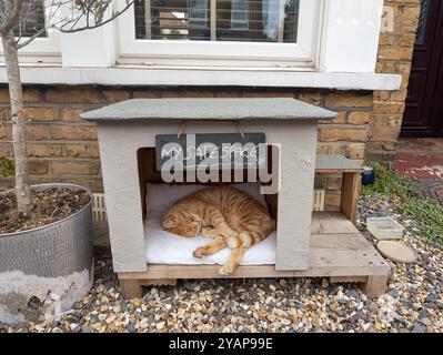 Pet cat sleeping in its own safe space hut outside the house, London, UK Stock Photo