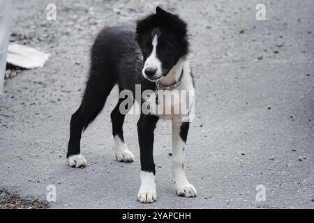 A young black and white border collie explores his outdoor environment with curiosity. His attentive gaze and contrasting fur are captivating. Stock Photo