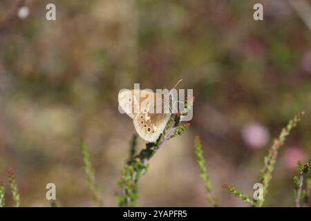 Large Heath Butterfly ssp. davus - Coenonympha tullia Stock Photo