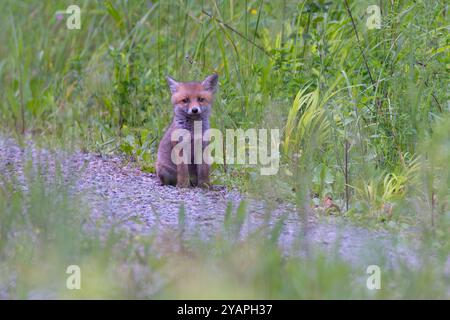 Red fox (Vulpes vulpes) cub sitting lonely on forest gravel road, Hesse, Germany Stock Photo