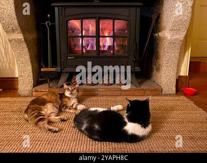 Two cats relaxing in front of wood burner. Stock Photo
