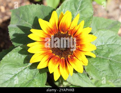 A close up of the dwarf Sunflower from the Fantasy mix. Stock Photo