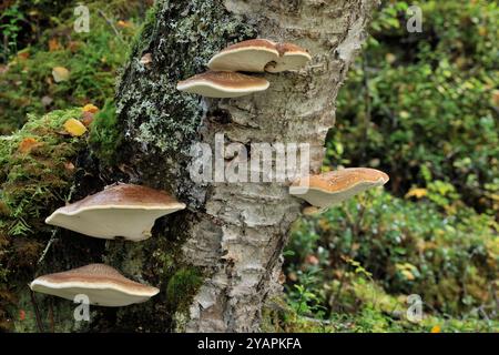 Birch Polypore fungi (Piptoporus betulinus) growing on standing silver birch tree (Betula pendula) in the Glen Affric National Nature Reserve. Stock Photo