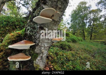 Birch Polypore fungi (Piptoporus betulinus) growing on standing silver birch tree (Betula pendula) in the Glen Affric National Nature Reserve. Stock Photo