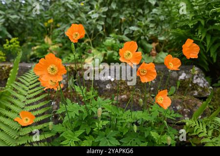 Orange spring flowers of Welsh poppy Meconopsis cambrica growing with ferns in stone wall UK garden May Stock Photo