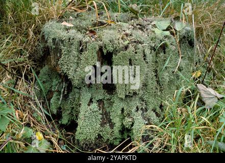 Cladonia coniocraea Lichen, growing on the stump of a long dead oak tree, Berwickshire, Scotland, February Stock Photo