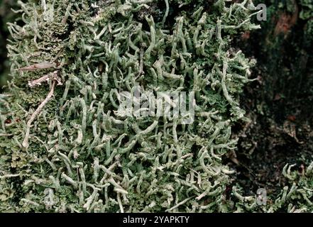 Cladonia coniocraea Lichen, close up detail of organism growing on the stump of a long dead oak tree, Berwickshire, Scotland, February Stock Photo