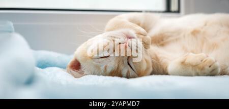 A ginger Burmese kitten is resting on a windowsill near a window. The cute cat is sleeping sweetly on a blue blanket. Stock Photo