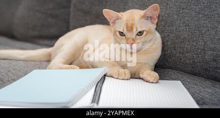 Adorable kitten on the sofa with notebooks and a pen. Cat and learning. Stock Photo