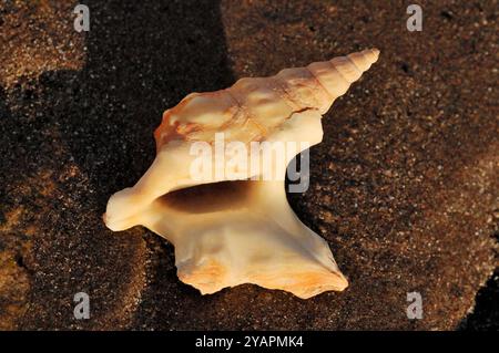 Pelican's Foot Shell (Aporrhais pespelecani) empty, unoccupied shell standed on shoreline of beach, Isle of Islay, Scotland, April Stock Photo