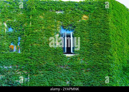 Building facade completely covered in lush green ivy, showcasing an open window, presenting a blend of nature and architecture. Stock Photo