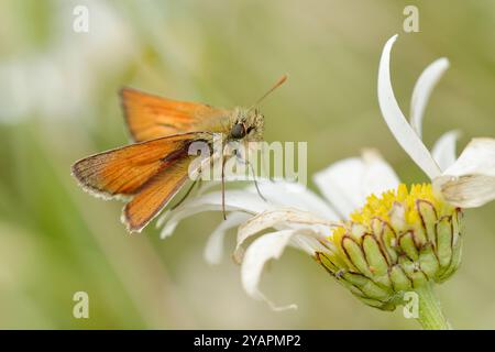 Small Skipper Butterfly (Thymelicus sylvestris) resting on an ox-eye daisy (Leucanthemum vulgare) North Yorkshire, England, July. Stock Photo