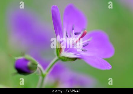 Wood Cranesbill (Geranium sylvaticum) close-up of flower-heads, Three Hagges Wood Meadow, North Yorkshire, England, June Stock Photo