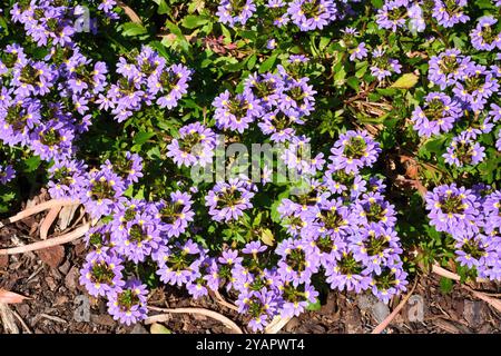 Scaevola aemula, commonly known as Fairy Fan-flower or Common Fan-flower, an Australian native plant growing in a garden as a ground cover. Stock Photo