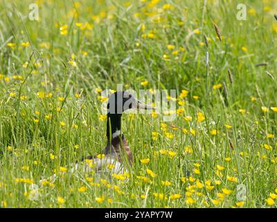 Adult Male Mallard Duck ( Anas platyrhynchos) in long grass Biscathorpe Stock Photo