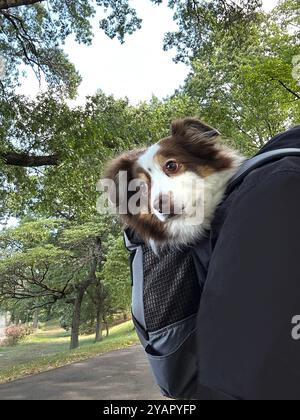 Toy Australian Shepherd being carried in backpack in park Stock Photo