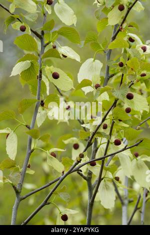 Davidia involucrata, dove-tree, handkerchief tree, small flowers in round heads, creamy-white, ovate bracts Stock Photo