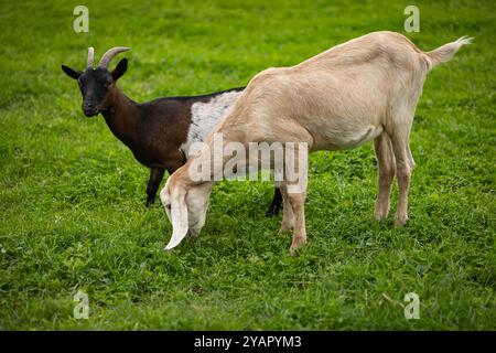 Two goats grazing on a lush green field on a peaceful day. Concept of farm life, rural animals, and sustainable agriculture in the countryside Stock Photo