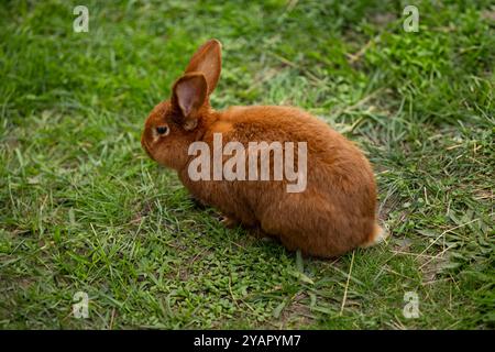 Cute brown rabbit sitting on green grass in a park on a calm day. Concept of wildlife, outdoor photography, and small animals in their natural habitat Stock Photo
