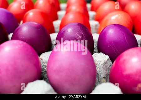 Easter eggs in cardboard egg tray, rows of eggs Stock Photo