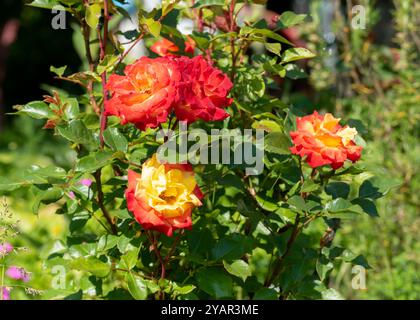 Rose flowers on shrub close up, red blossoms and thorny stem Stock Photo