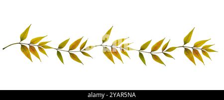 Autumn garland of ash tree leaves. Dry pressed ash leaves isolated on a white background. Stock Photo