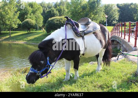 Pony Black and White graze in the park. Cute animals next to a person. Stock Photo