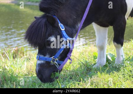 pony black and white eating grass close-up side view. Pets and humans. Stock Photo