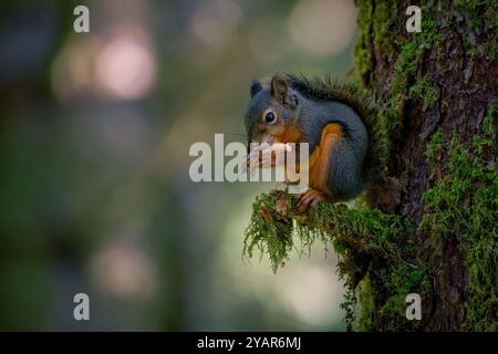 A Douglas squirrel (Tamiasciurus douglasii) eats a pine cone while perched on a branch covered with moss with a soft background in Oregon, USA Stock Photo