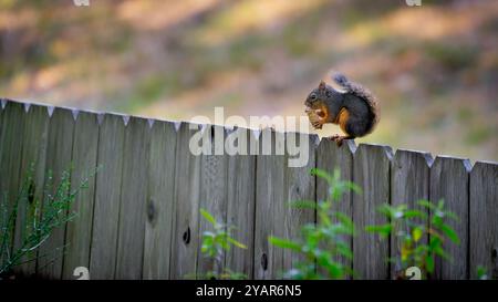 A douglas squirrel (Tamiasciurus douglasii) eats a pinecone on a wooden fence in Waldport, Oregon, USA Stock Photo