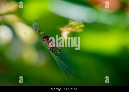 A cross orbweaver spider (Araneus diadematus) hanging out in its web in Waldport, Oregon, USA Stock Photo