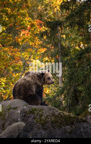 Brown Bear Sits on Rock in Skansen with Autumn Tree. Vertical Portrait of One Large Animal in Sweden. Stock Photo