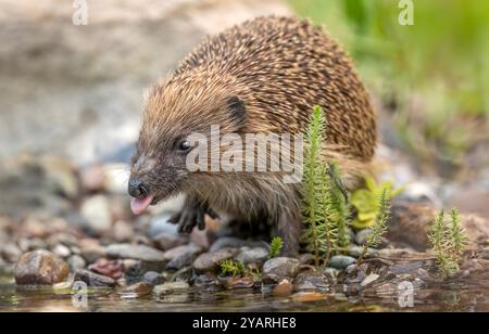 Hedgehog on pebbles beside a pond, drinking Stock Photo
