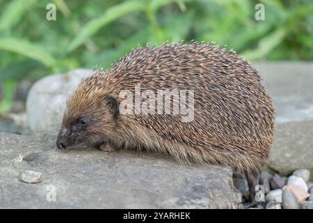 Hedgehog, on a large rock beside a pond Stock Photo