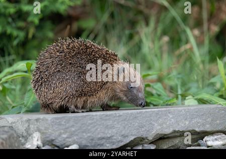 Hedgehog, on a large rock beside a pond Stock Photo
