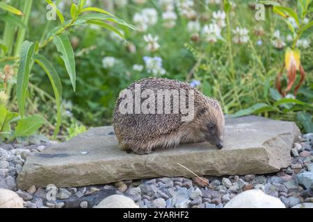 Hedgehog, on a large rock beside a pond Stock Photo