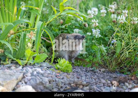Hedgehog, on pebbles beside a pond, poking its nose out Stock Photo