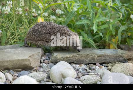 Hedgehog, on a large rock beside a pond Stock Photo