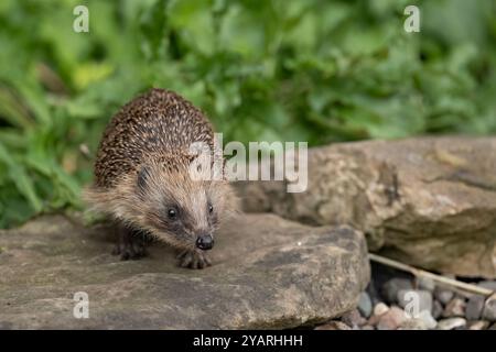 Hedgehog, on a large rock beside a pond Stock Photo
