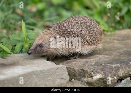 Hedgehog, on a large rock beside a pond Stock Photo