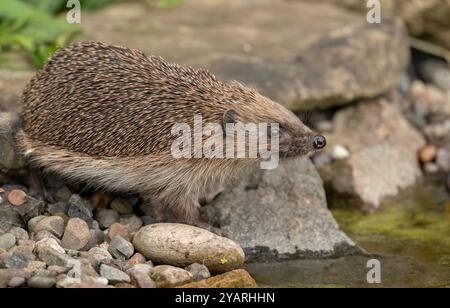Hedgehog, on a large rock beside a pond Stock Photo