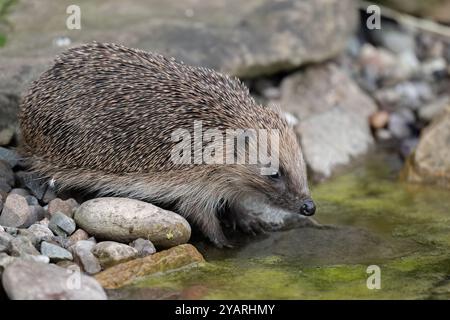 Hedgehog, on a large rock beside a pond Stock Photo
