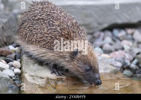 Hedgehog, on a large rock beside a pond having a drink Stock Photo