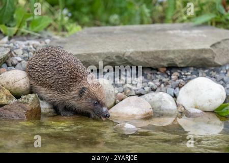 Hedgehog, on rocks beside a pond, drinking Stock Photo