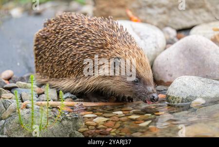 Hedgehog, on pebbles beside a pond having a drink Stock Photo