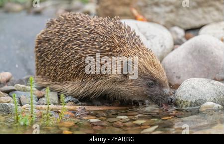 Hedgehog, on pebbles beside a pond having a drink Stock Photo